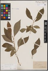Foto von Salix caprea L.